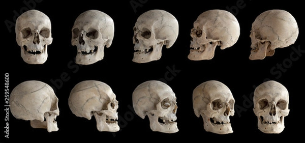 Fototapeta Human anatomy. Human skull. Collection of rotations of the skull. Skull at different angles. I
