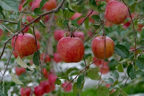 Obraz 《青森のリンゴ》青森県弘前市