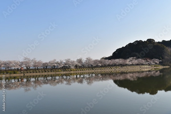 Fototapeta 桜並木