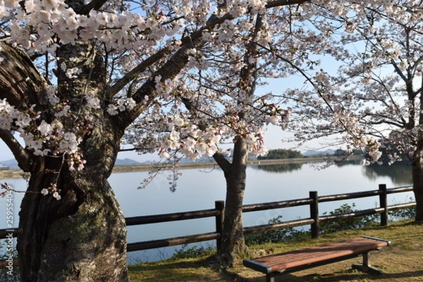 Fototapeta 桜