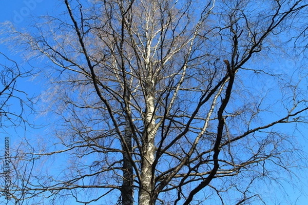 Obraz  Spring in the forest