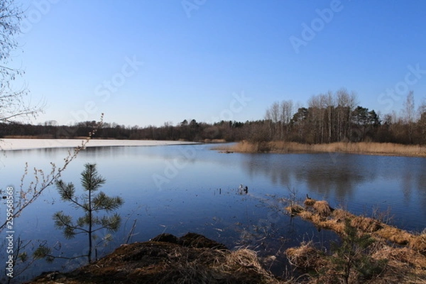 Obraz  Spring in the forest