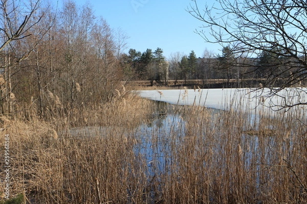 Obraz  Spring in the forest