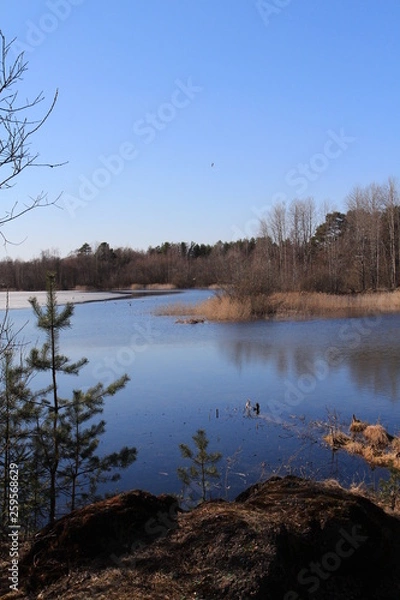 Obraz  Spring in the forest