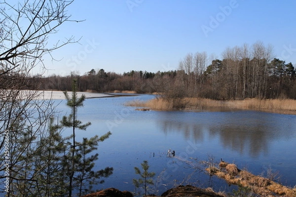 Fototapeta  Spring in the forest