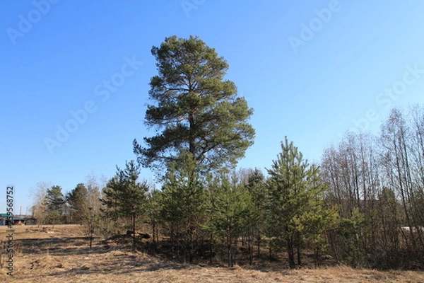 Fototapeta  Spring in the forest