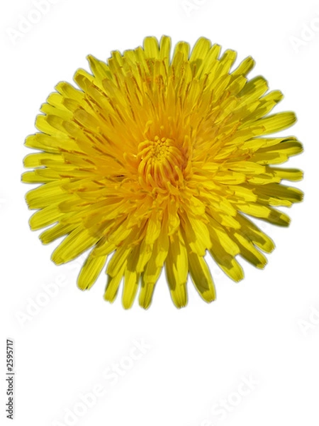 Obraz dandelion