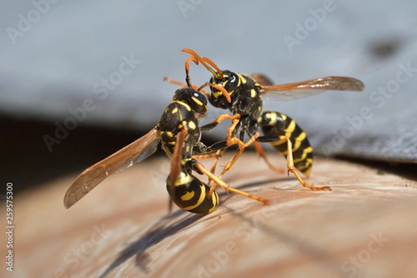 Obraz two wasp fighting together wildlife macro photography