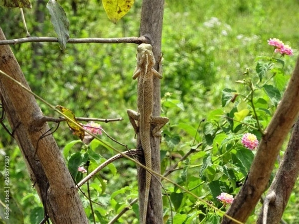 Fototapeta Chameleon 