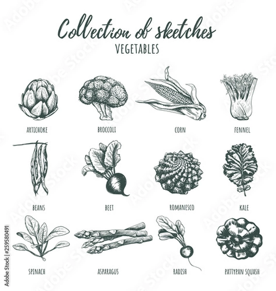 Obraz Collection of sketches of vegetables. 