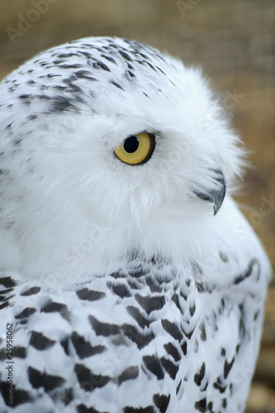 Obraz snowy owl 1