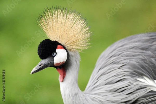 Obraz grey crowned crane head image