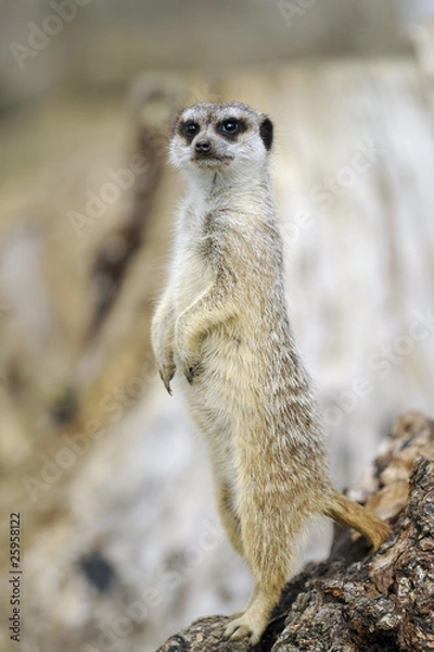 Obraz meerkat lookout