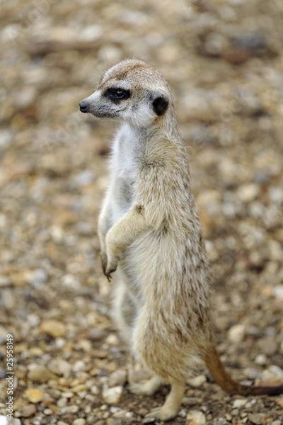 Obraz meerkat lookout