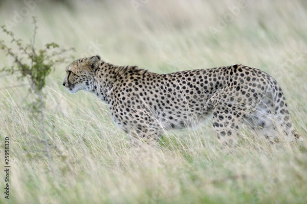 Obraz cheetah stealth