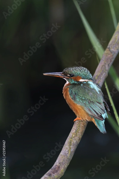 Obraz kingfisher