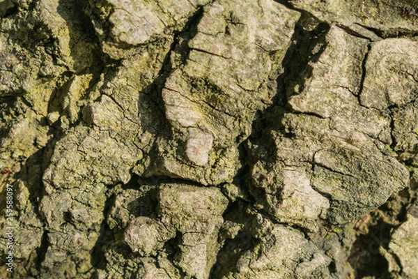 Obraz tree bark, texture, background