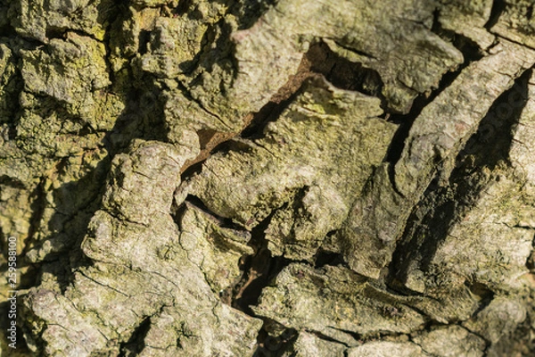 Obraz tree bark, texture, background