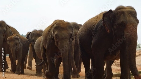 Obraz Elefantengruppe