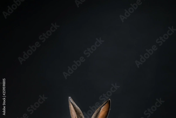 Fototapeta Cute little bunny rabbit on dark black background. Small white and gray rabbit isolated. Wallpaper. Easter symbol. Beautiful lovely pet. Rabbit portrait on black background with reflection. 