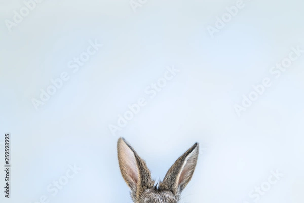 Fototapeta Rabbit ears on the white blue background. Easter bunny ears background. Adorable baby rabbit. Cute and fluffy