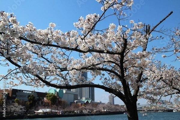 Fototapeta 大阪の桜並木