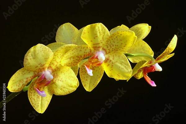 Obraz Orchid