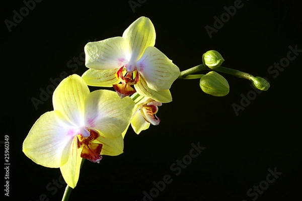 Obraz Orchid
