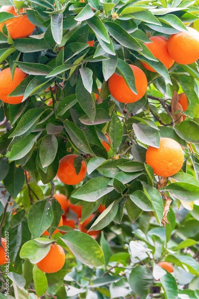 Obraz Summer background.Orange tree . Moroccan Oranges Oranges tree