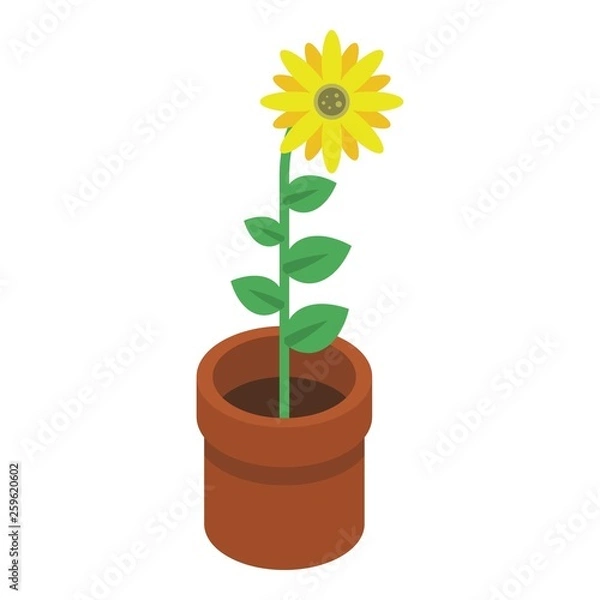 Fototapeta Sunflower in pot icon. Isometric of sunflower in pot vector icon for web design isolated on white background