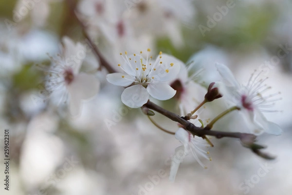 Fototapeta delicate white flowers of plum tree in early spring. small depth of field