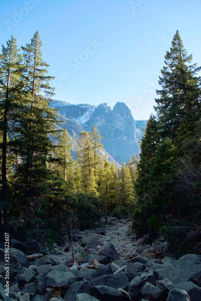 Obraz Forest in the Mountains