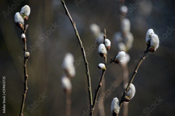 Obraz wiosna w puszczy