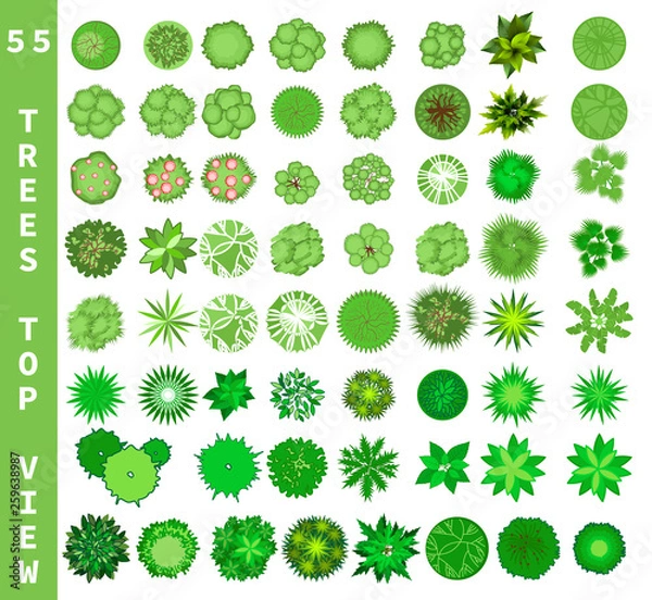 Fototapeta Different trees top view. View from above set for architectural and landscape natural green space design. Vector
