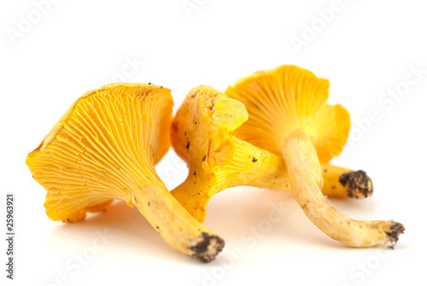 Obraz Selection of chanterelles