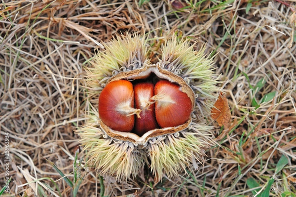 Fototapeta chestnuts in the shell