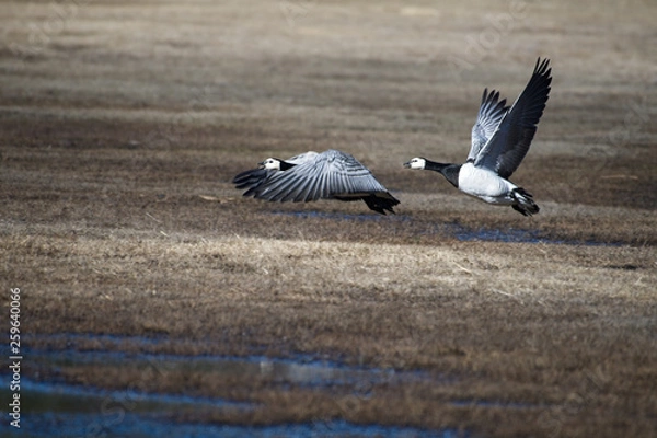 Obraz White-faced geese