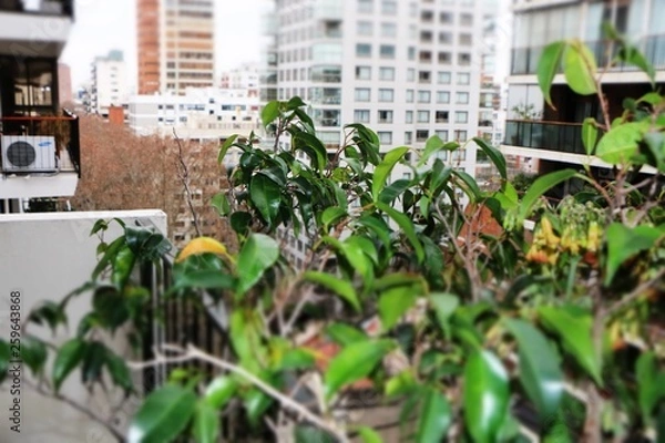 Obraz plants in greenhouse