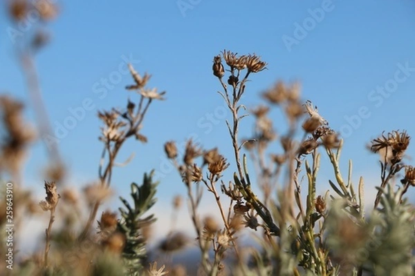 Obraz grass and blue sky