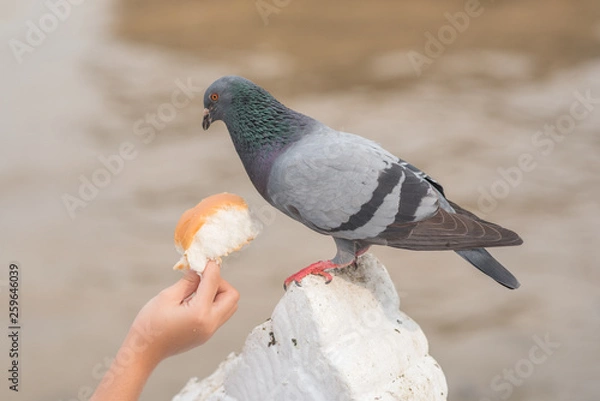 Obraz Feeding a city dove: a child's hand stretches out a bun to a pigeon.