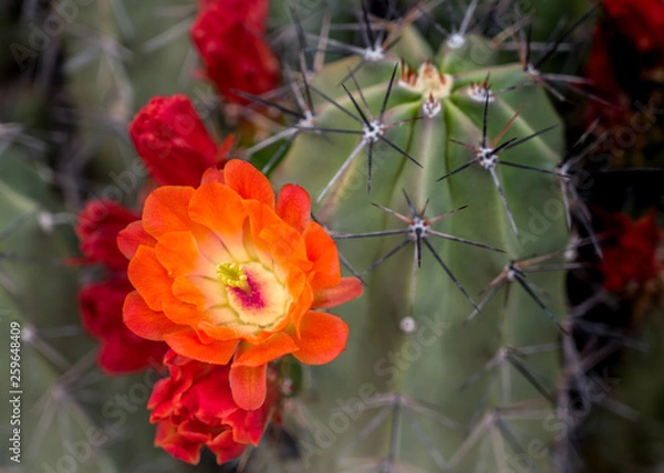 Obraz Cactus in Bloom