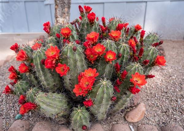 Obraz Cactus in Bloom
