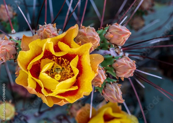 Obraz Cactus in Bloom