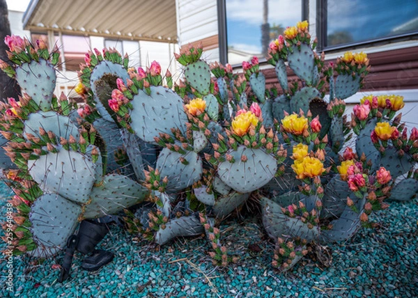Obraz Cactus in Bloom