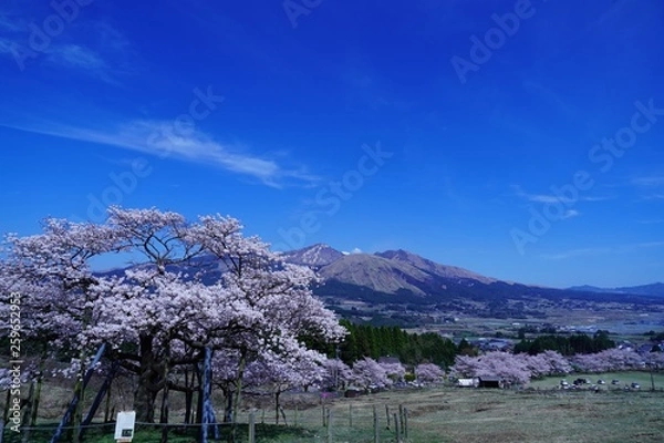 Obraz 桜の花が満開の観音桜公園から見た阿蘇山