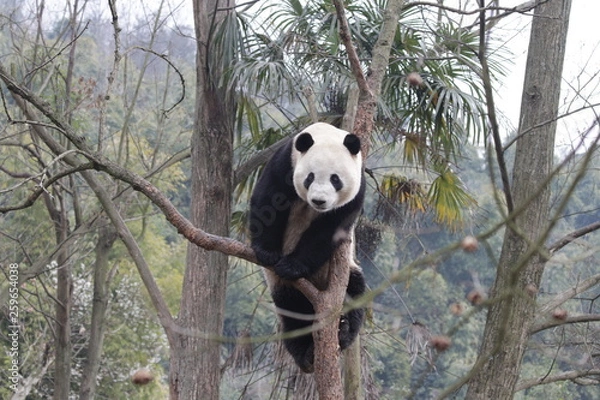 Obraz Giant Panda on the Tree, China