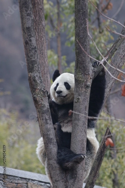 Obraz Panda Cub on the Tree, Chengdu, China