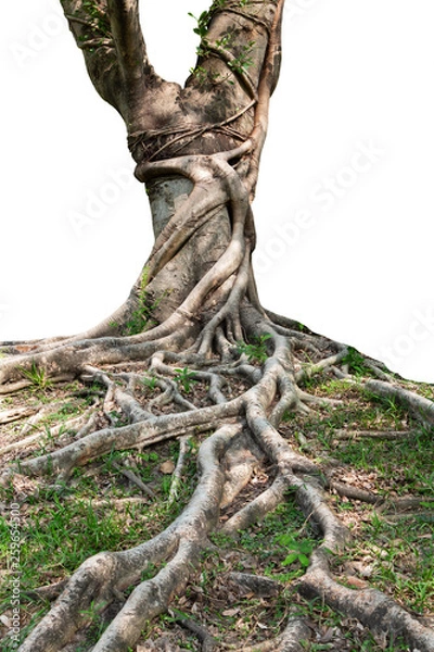 Obraz Trunk and big tree roots spreading out beautiful in the tropics. The concept of care and environmental protection.