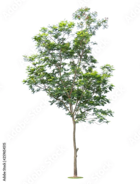 Fototapeta The big and green tree isolated on white background. Beautiful and robust trees are growing in the forest, garden or park.