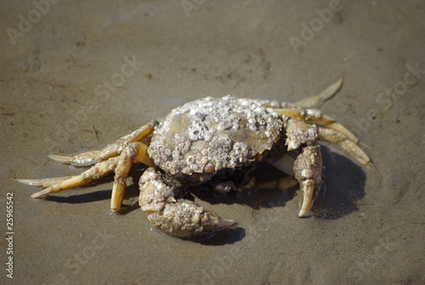 Fototapeta A crab